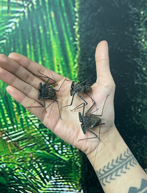 Central American Tailless Whip Scorpion- Phrynus whitei- Unsexed