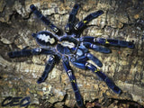Poecilotheria metallica - unsexed- Gooty Sapphire Ornamental Tree Spider