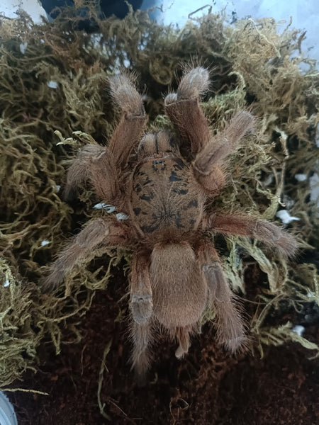 Buy Old World Tarantulas at Micro Wilderness | Micro Wilderness