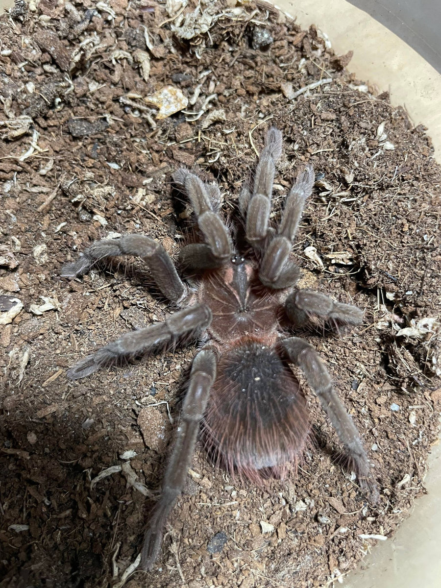 Buy Male Tarantulas at Micro Wilderness | Micro Wilderness