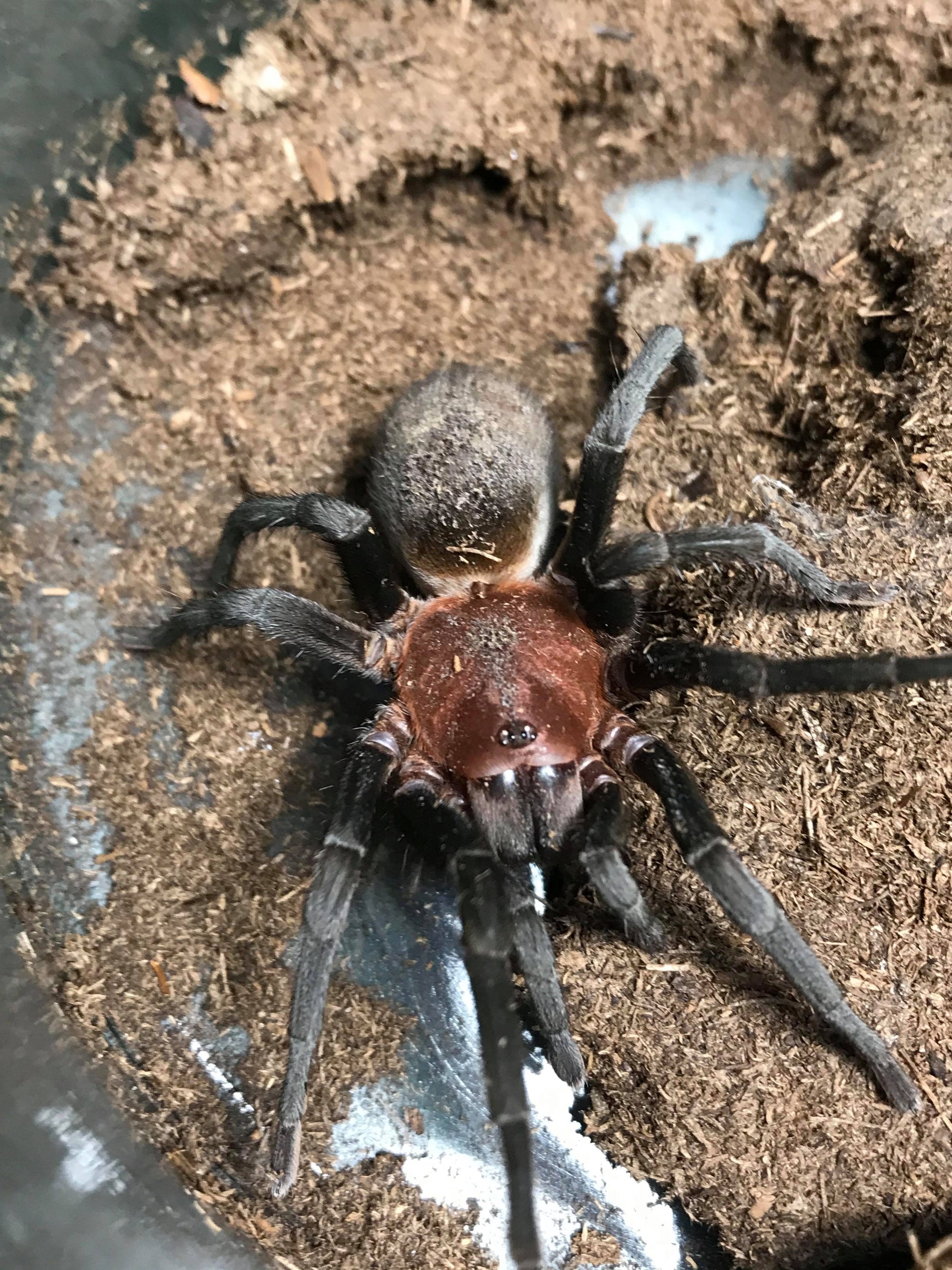 Bumba Cabocla - Female - Brazilian Redhead | Tarantulas For Sale