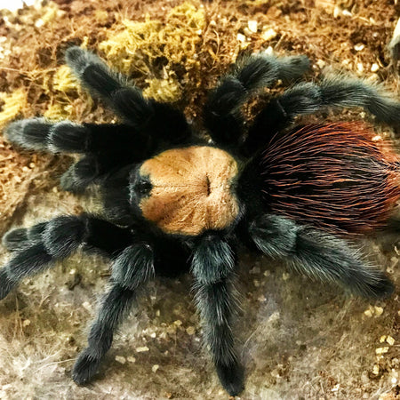 Tarantulas For Sale : Old World Tarantulas and New World Tarantulas