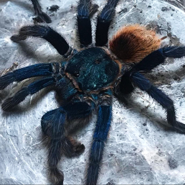 Chromatopelma cyaneopubescens - Unsexed - Green Bottle Blue Tarantula ...