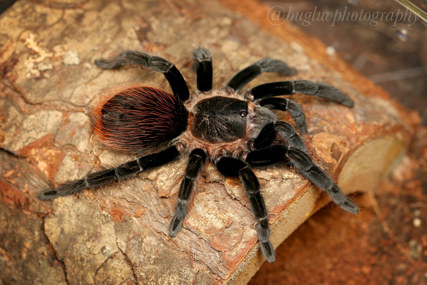 Tliltocatl Vagans - Unsexed - Mexican Red Rump Tarantula | Tarantulas ...