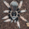 Brachypelma klassi (Mexican Pink Tarantula) - Female - RARE - Pure Blood