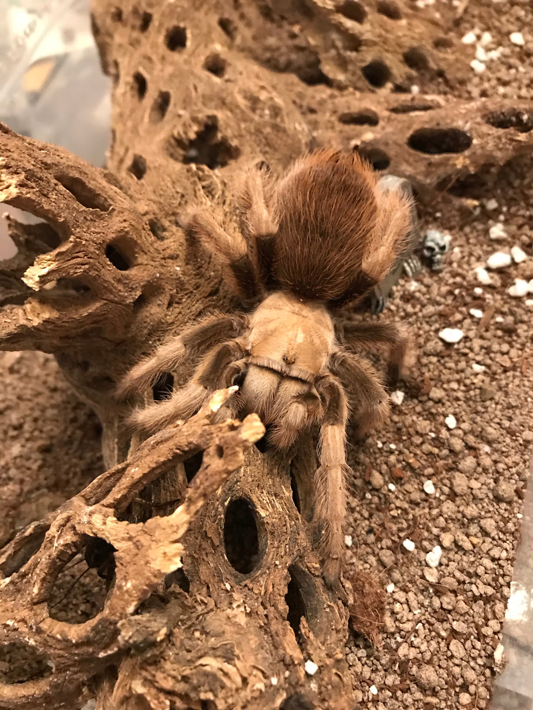 Aphonopelma Chalchodes - Unsexed - Arizona Blond Tarantula | Tarantulas ...