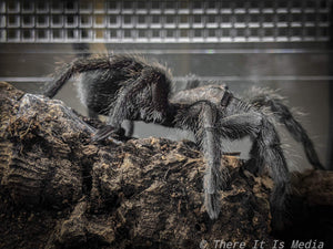 Buy New World Tarantulas at Micro Wilderness | Micro Wilderness