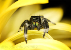 Adult Regal Jumping Spiders (Phidippus regius) For Sale